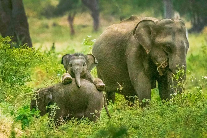 Yala National Park