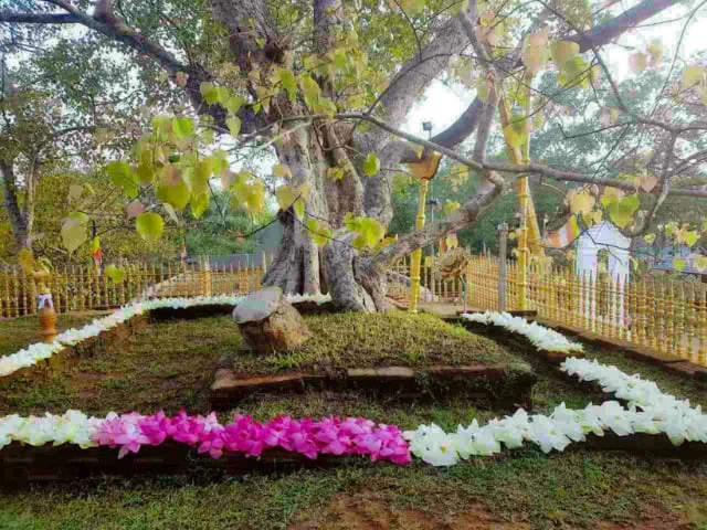 Sri Maha Bodhi