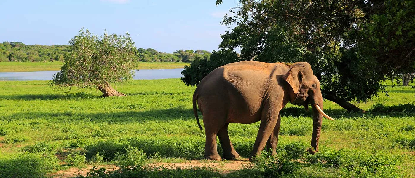 Yala National Park