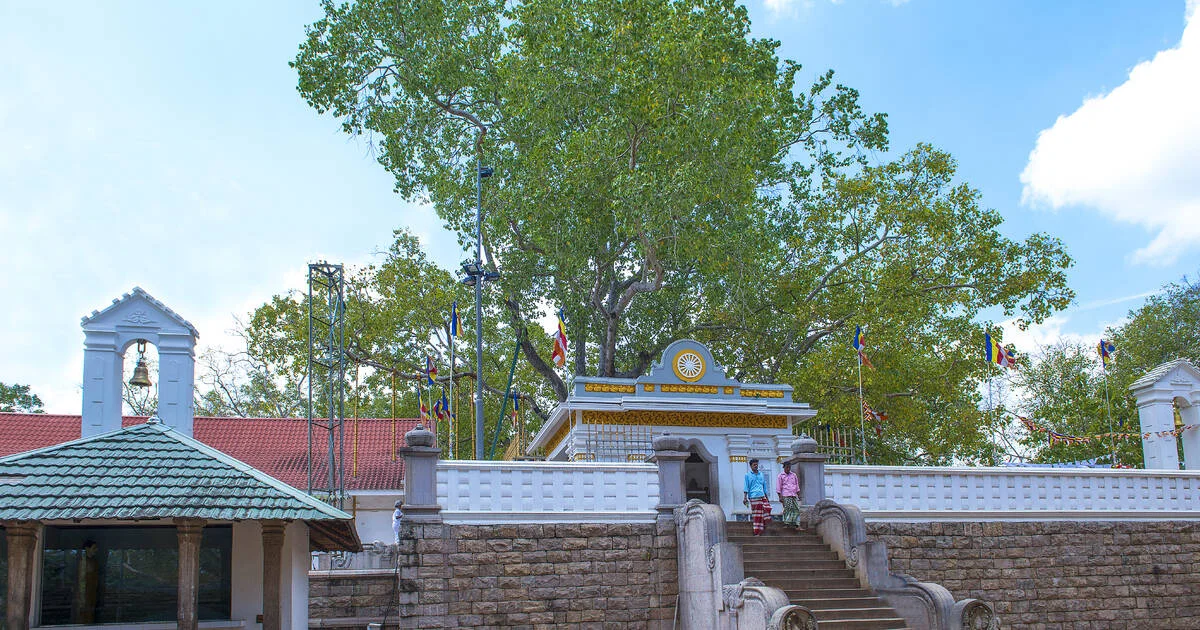 Sri Maha Bodhi