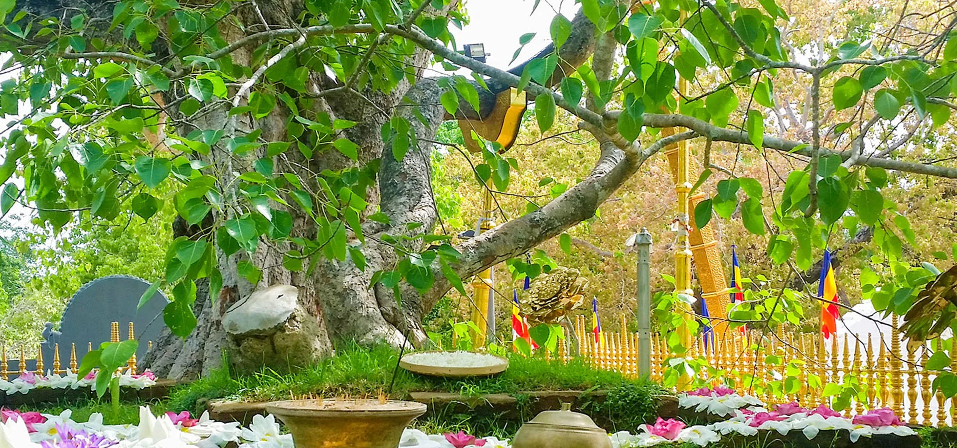 Sri Maha Bodhi