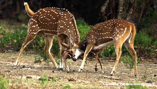 Yala National Park